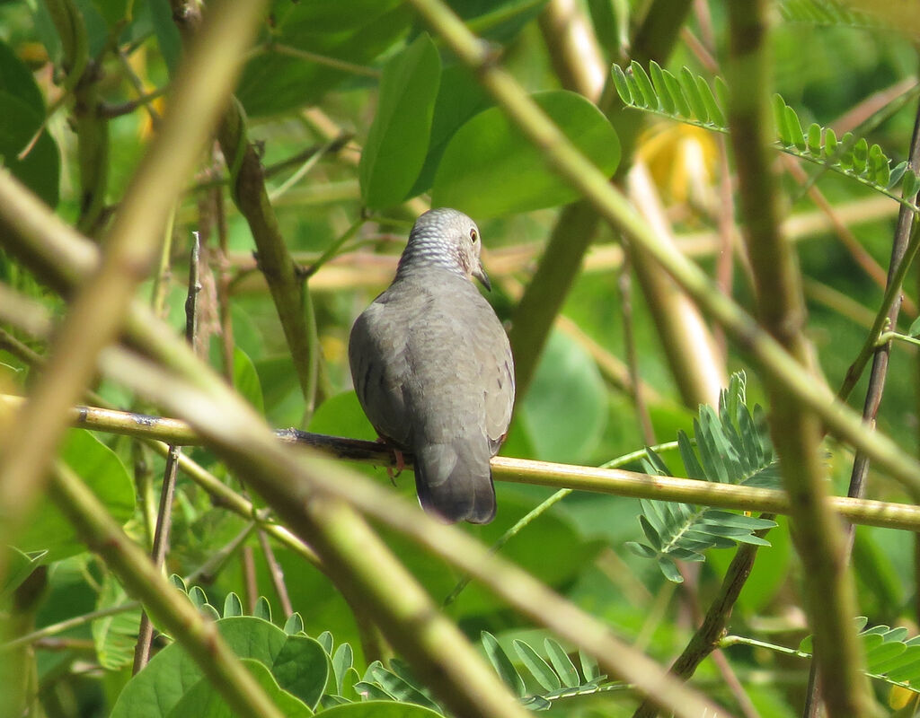 Common Ground Dove