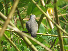 Common Ground Dove