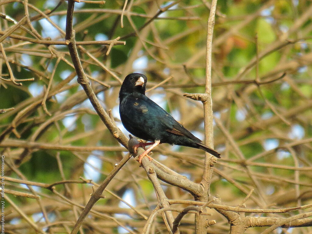 Combassou du Sénégal