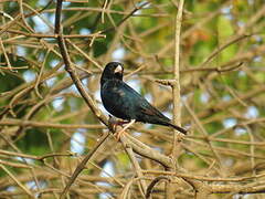 Village Indigobird