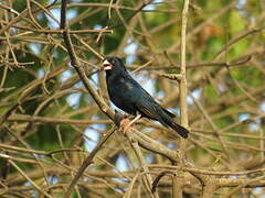 Village Indigobird