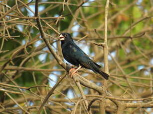 Combassou du Sénégal