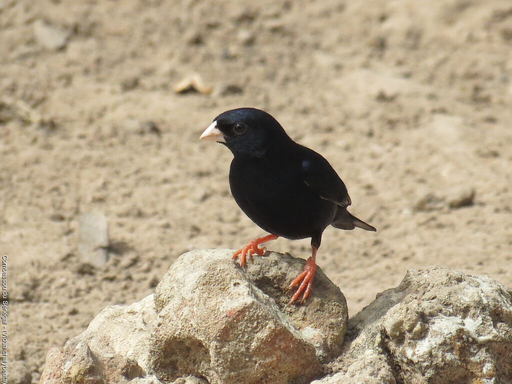 Village Indigobird