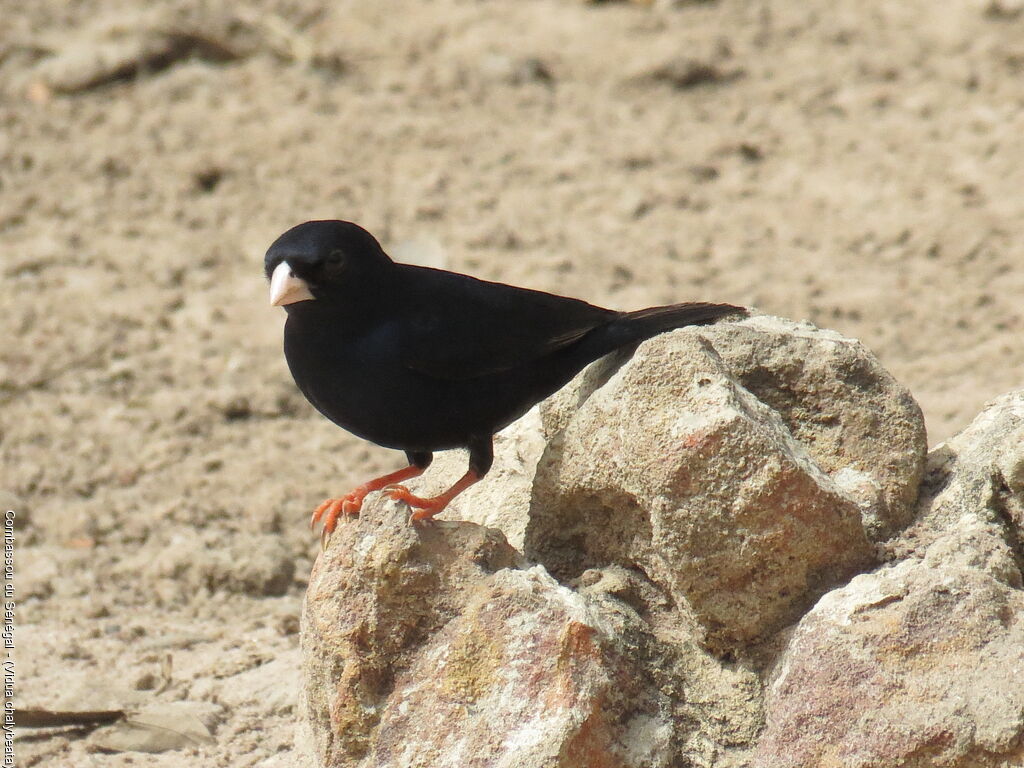 Village Indigobird