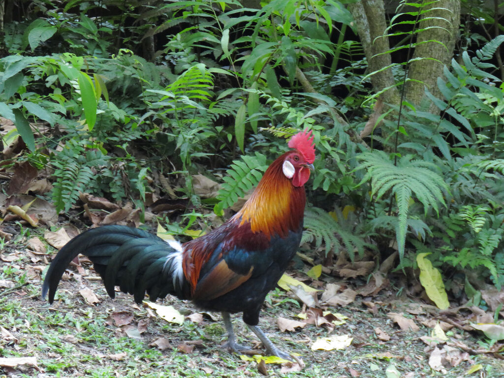 Coq bankiva mâle