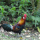 Coq bankiva
