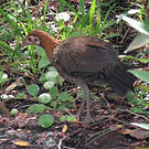 Coq bankiva