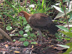 Red Junglefowl