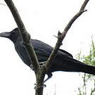 Corbeau à gros bec