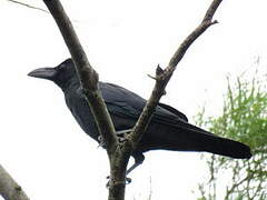 Large-billed Crow