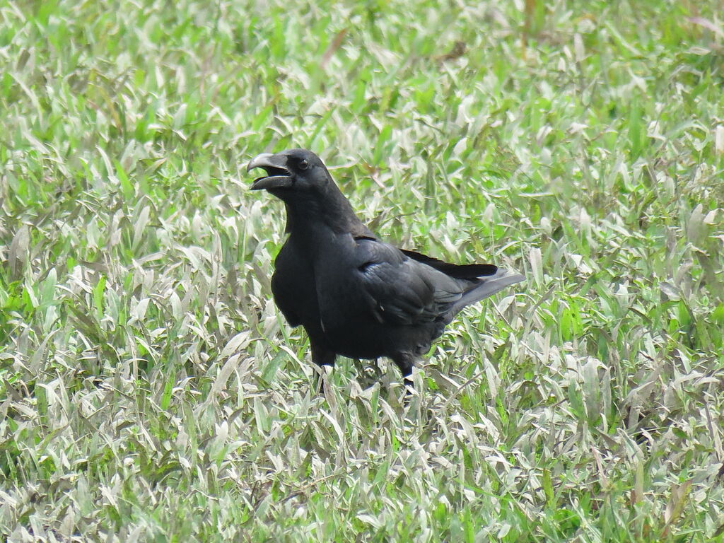 Corbeau à gros bec