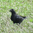 Corbeau à gros bec