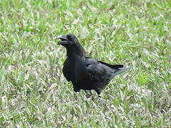 Large-billed Crow