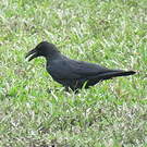 Corbeau à gros bec