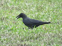 Corbeau à gros bec