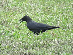 Corbeau à gros bec