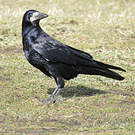 Corbeau freux