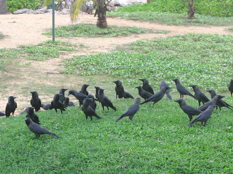 Indian Jungle Crow, habitat, Behaviour