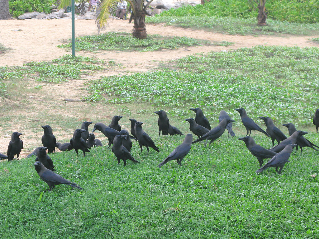 Corbeau indien, habitat, Comportement