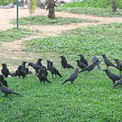Corbeau indien