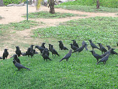 Indian Jungle Crow