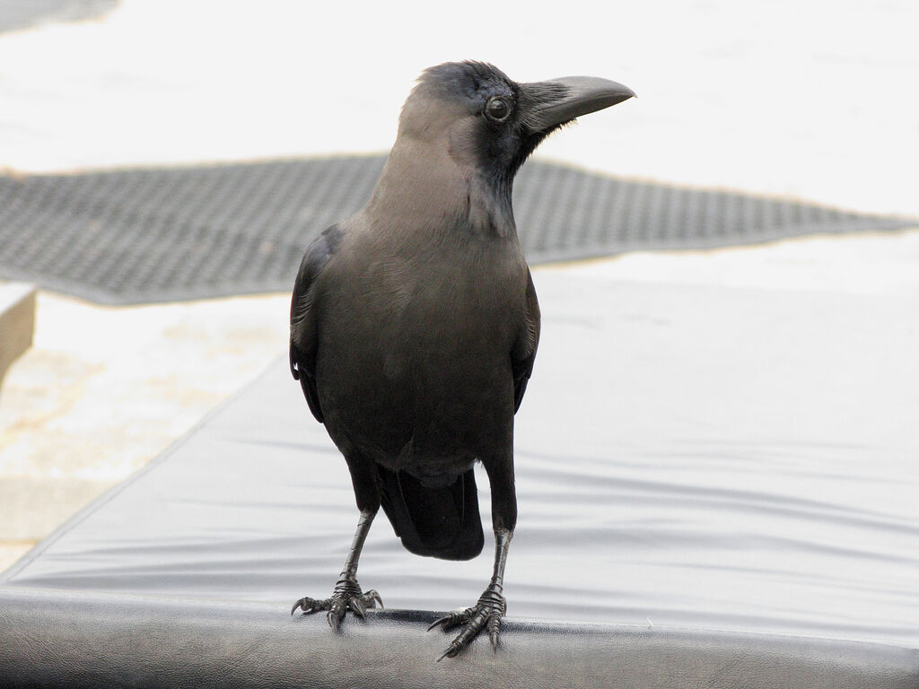 Indian Jungle Crow