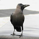 Corbeau indien