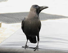 Indian Jungle Crow