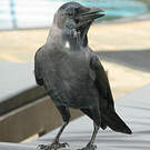 Corbeau indien