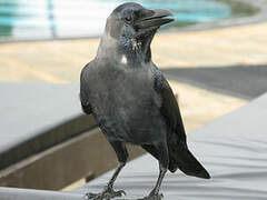 Indian Jungle Crow