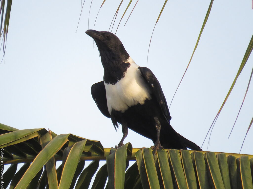 Pied Crow