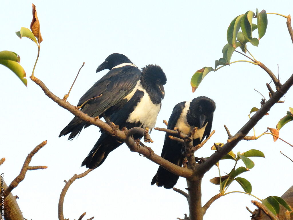 Pied Crow