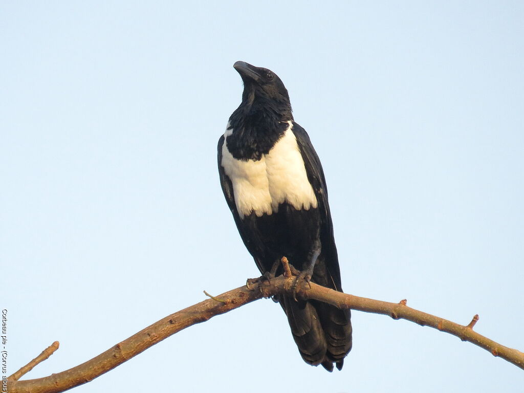 Pied Crow