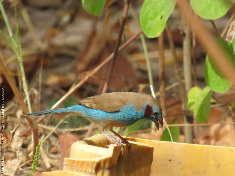 Red-cheeked Cordon-bleu male
