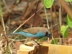 Red-cheeked Cordon-bleu