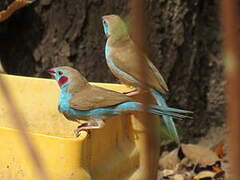 Red-cheeked Cordon-bleu