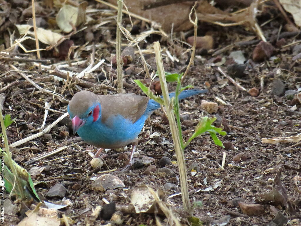 Red-cheeked Cordon-bleu