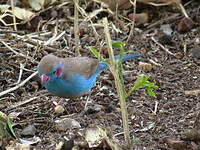 Cordonbleu à joues rouges