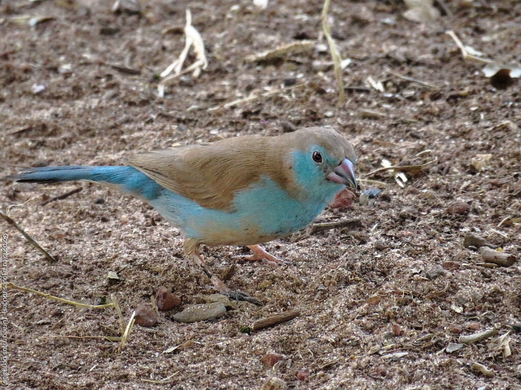 Cordonbleu à joues rouges femelle