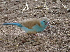 Red-cheeked Cordon-bleu