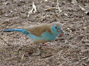 Cordonbleu à joues rouges