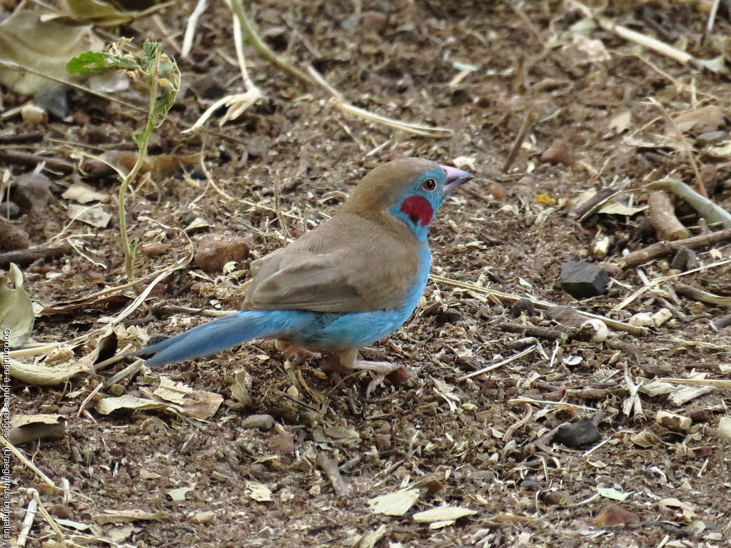 Red-cheeked Cordon-bleu male