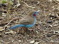 Red-cheeked Cordon-bleu