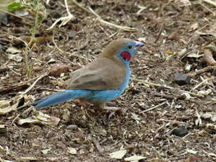 Cordonbleu à joues rouges