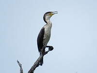 Cormoran à poitrine blanche