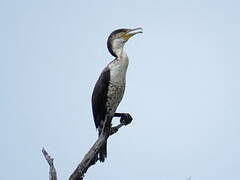 White-breasted Cormorant