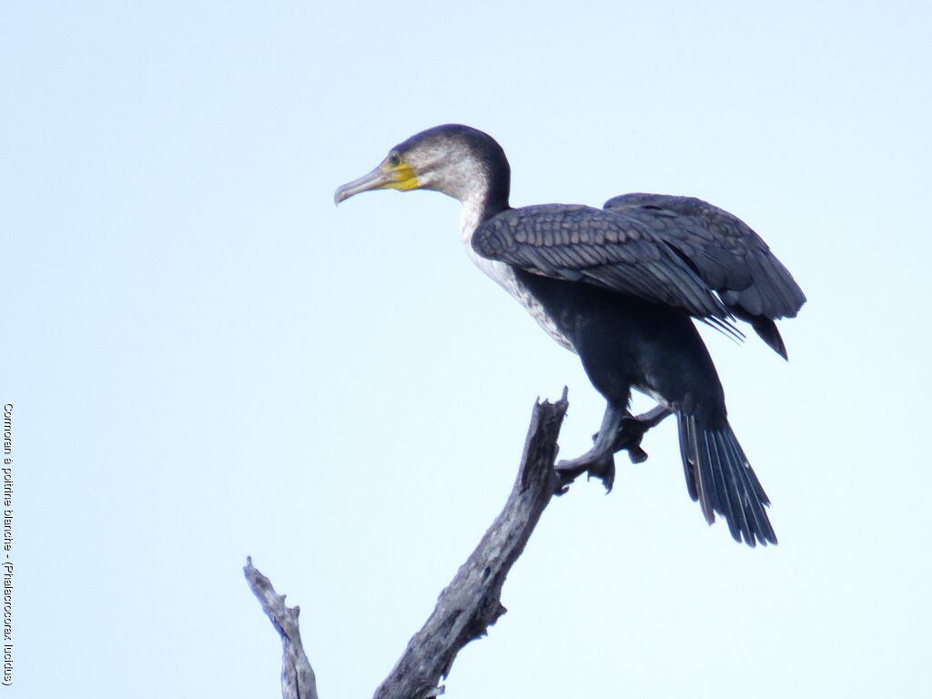 White-breasted Cormorant