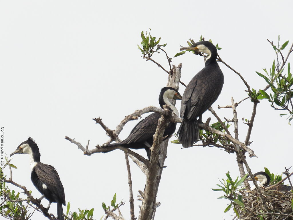 White-breasted Cormorant