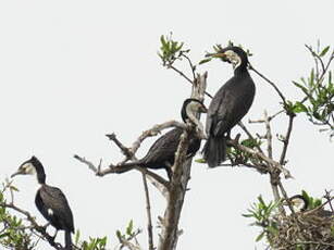 Cormoran à poitrine blanche