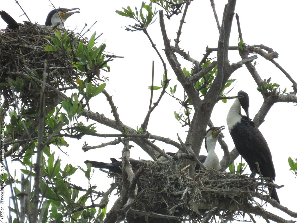 Cormoran à poitrine blanche